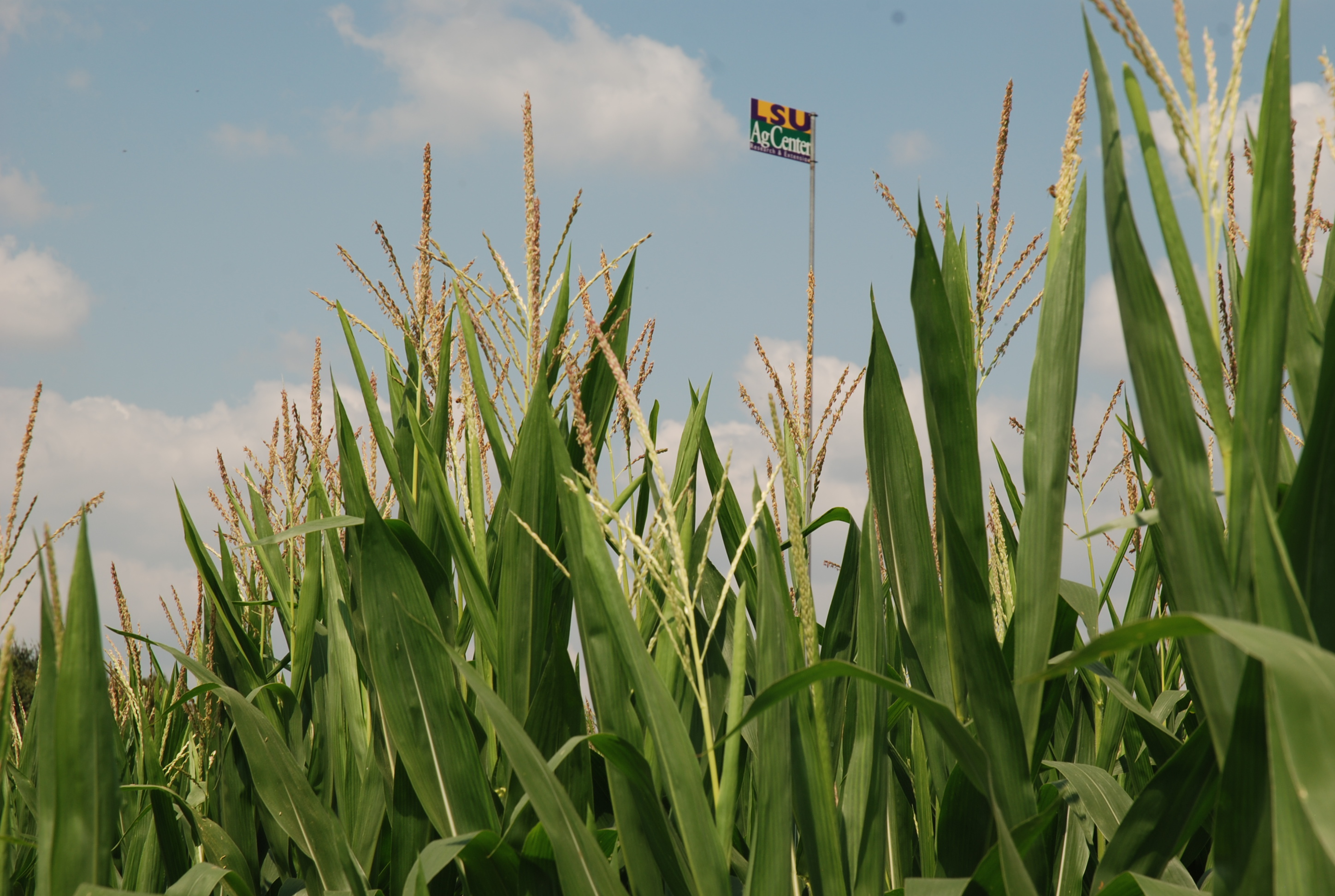  Corn Maze at Burden scheduled for Saturdays in October 